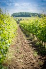 Domaine de Nerleux les vignes