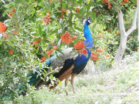 paon dans les jardins du château de Livet