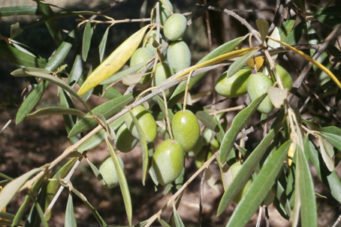 Pont du Gard Mémoires de garrigues olives produites sur le site