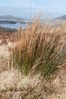 Le Connemara, un parc sauvage