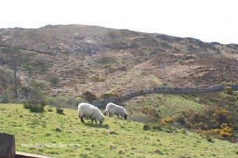 Moutons dans le parc du Connemara