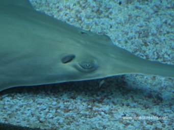 Visite de l'aquarium de Gênes l’œil du poisson scie