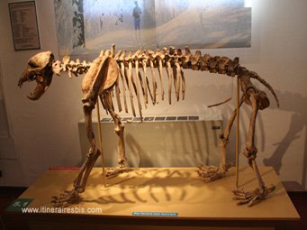 Costacciaro le musée d'Histoire naturelle squelette d'ours