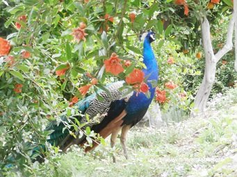 Paon dans le parc du château