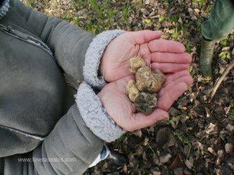Le butin de la journée de belles truffes blanches Le butin de la journée de belles truffes blanches