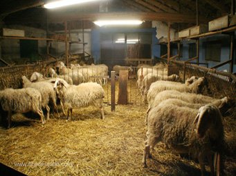 Fromagerie Cascina Pistone les brebis dans la bergerie