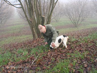 Carlo et stella ont découvert une truffe Carlo et stella ont découvert une truffe