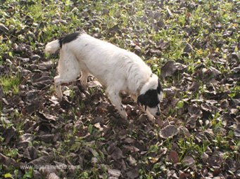 La chienne Stella cherche une truffe La chienne Stella cherche une truffe