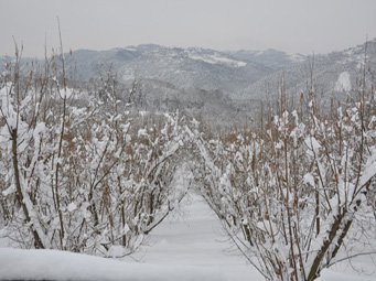 Terra delle Nocciole les noisetiers sous la neige Terra delle Nocciole les noisetiers sous la neige