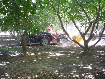 Terra delle Nocciole le ramassage des noisettes Terra delle Nocciole le ramassage des noisettes