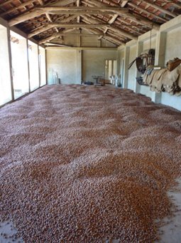 Terra delle Nocciole le séchage des noisettes Terra delle Nocciole le séchage des noisettes