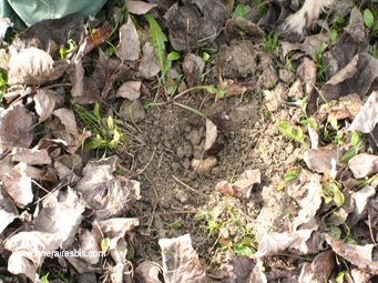 Voici l'objet de toutes les convoitises la truffe blanche d'Alba Voici l'objet de toutes les convoitises la truffe blanche d'Alba