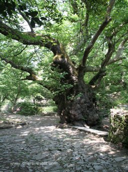 Argyroupolis le Platane qui aurait dit-on plus de 2000 ans Argyroupolis le Platane qui aurait dit-on plus de 2000 ans