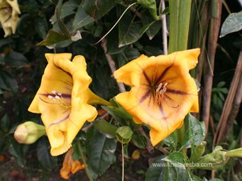 Fleurs trompettes Fleurs trompettes