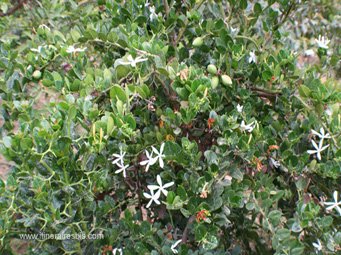 Fleurs de jasmin Fleurs de jasmin