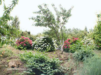 Les hortensias Les hortensias