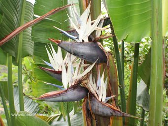Stretlizia blanc ou l'oiseau du paradis blanc peut atteindre entre 5 et 6 mètres de haut Stretlizia blanc ou l'oiseau du paradis blanc
