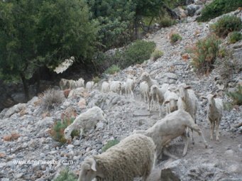 La gorge de Rouvas on y croise des moutons La gorge de Rouvas on y croise des moutons