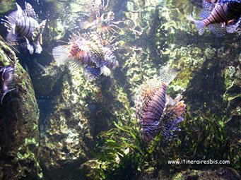 Des rascasses au grand Aquarium de Saint Malo