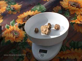 Chasse à la truffe la pesée des truffes blanches