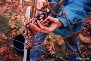 Riesling, Alsace
