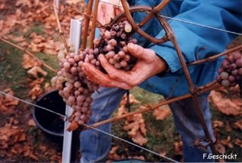 Riesling, Alsace